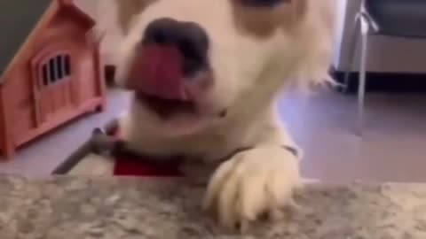 MUST WATCH: Poor humble dog is finally happy for his adoption 😂😂❤️