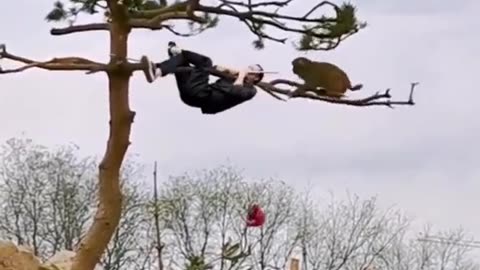 Noughty Monkey Trying To Fall Down The Man From Tree 🤣 | Viral World1