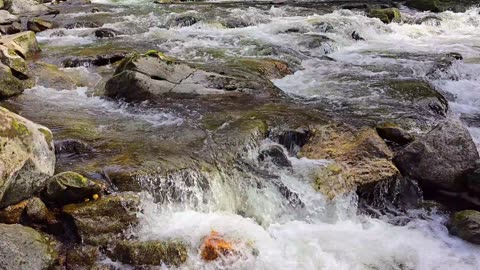 Beautiful river in the forest with fresh clear water / Beautiful river with current.