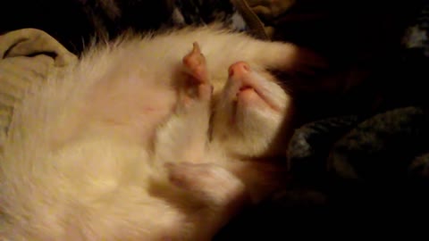 Just a little clip of Twiggy sleeping peacefully