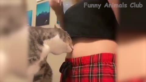 best funny cats