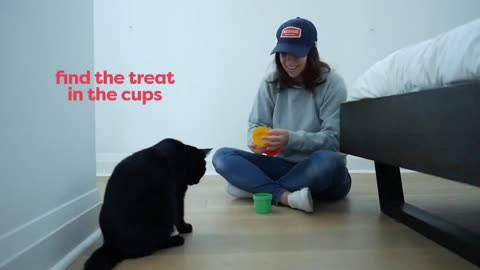 Basic Cat Training Tips and Tricks Teach Your Cat to Do Tricks!!!