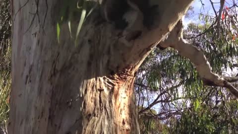 Coffee with a dash of KOALA. Thanks.