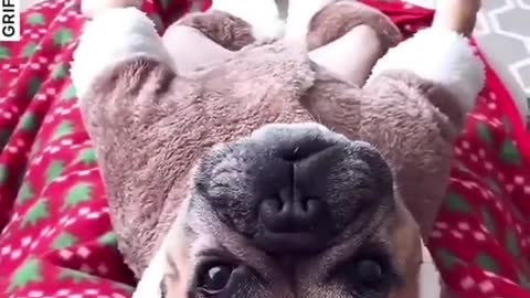 English Bulldog Just Loves to Flip Backwards Over Her Song