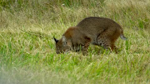 Bobcat lynx terrorizes and stalks prey