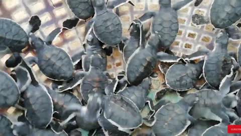 Beautiful New Born Baby Sea Turtles Dancing | Funny Animal | Animals | Relaxation Videos |