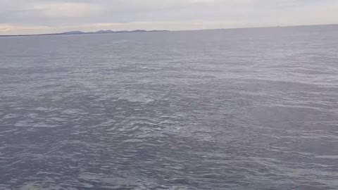 Whale jumps out of nowhere during