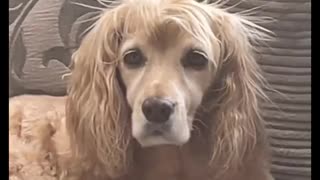 Cocker Spaniel Foster Dog Has Staticky Hair