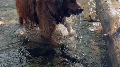 Have you seen rock diving dog before?