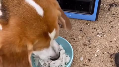 My beagle loves food