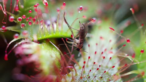 Drosera Spatulata Sundew captures a tiny soil fly..