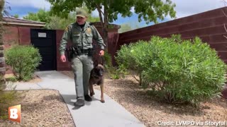 K9 Diko Returns to Work After Recovering from Being Stabbed by Violent Suspect