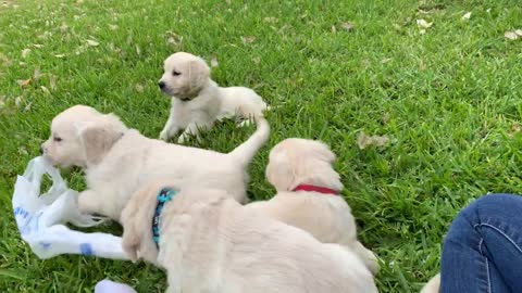 Pups in Evan's yard