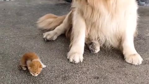 Dog and little cat is best friends 😀