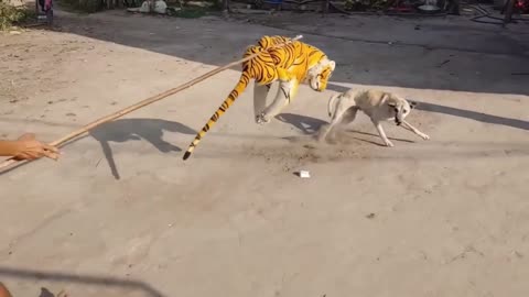 Wow !!! Fake Tiger Prank Dog Funny Try To stop laughing