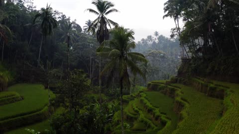 very beautiful natural scenery of rice fields