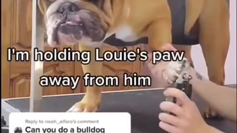 Stubborn Bulldog tries to bite groomer _ Funny dog- Our Pets 🐶