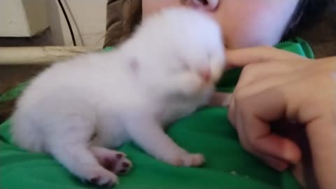 7 Days After Birth | Cute Newborn British Shorthair Kitten