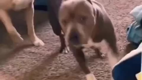Funny dog video😂