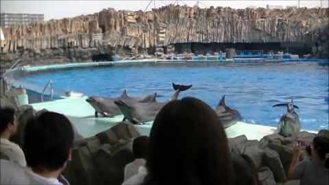 Funtime with Dolphins