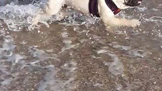 Pug fit in the water