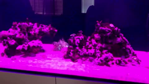 90 Gallon Reef - 1 Year
