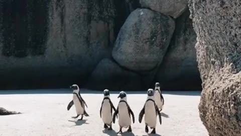 Nature wildlife Natural penguin Walking video