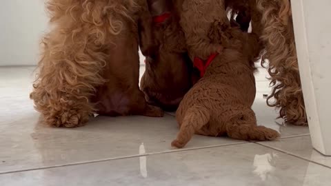 Mom dogs feeding puppies #viral #trending #viral videos