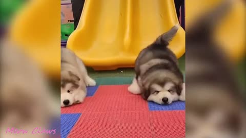 Baby Alaskan Malamute Cutest and Funniest Moments 😍| Try Not To Laugh.