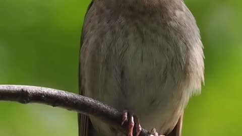 Best Voice of Birds
