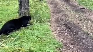black panther vs Rottweiler