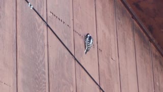 Woodpecker pecks straight rows of holes
