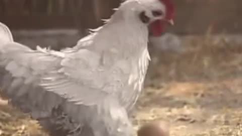 Funny videos messi chicken skills . Chicken skills moment .Chicken skills. Viral video. Shortvidal