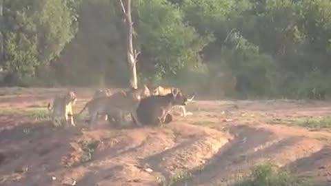 Male_Lion_hunting_forest_buffalo