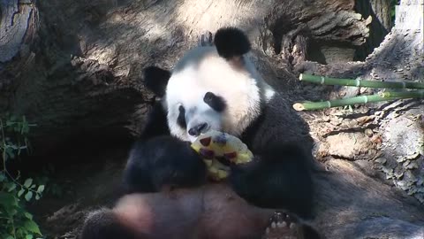 National Zoo's 3 Giant Pandas Return to China,Ending 50 Years of 'Panda Diplomacy'