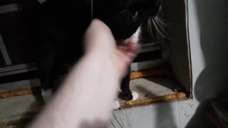 Another video of bootsie the cat.