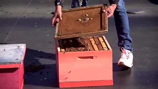 Chilean beekepers protest with thousands of bees