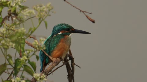 Common kingfisher waiting for its spectacular attack/hunting