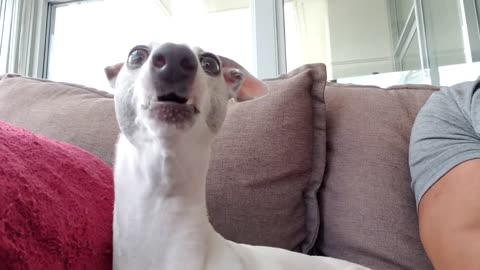 Oh my God , oh my God! Toby the funny ltalian Greyhound