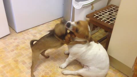 Chihuahua forces Jack Russell to play tug of war