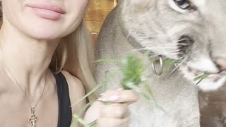 Owner Feeds Pet Puma Grass