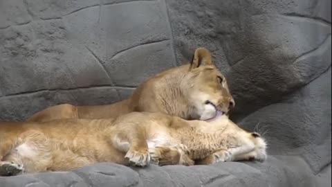 Cute Baby Lion Videos