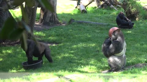 Gorillas_Amazing_Some_Funny_Moments