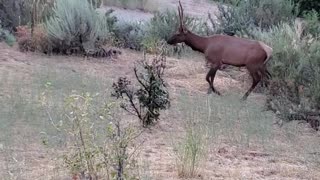Elk walking