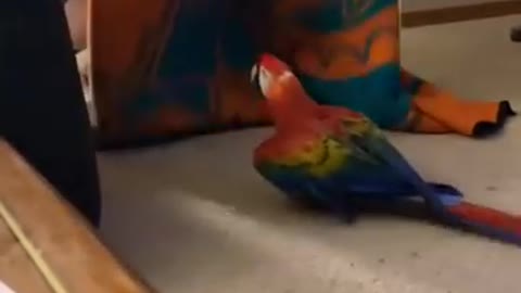 Parrot Screams During Peekaboo ||