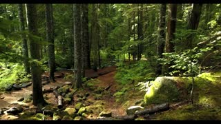 Relaxing Music with Nature Sounds - Relaxation videos