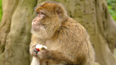 Ape Monkey Primate Barbary Macaque Animal Cute