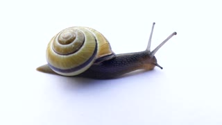 See the snail being beautiful