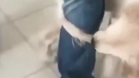 Not everyday video of Dog chasing his tail around owners leg - dog goes insane chasing his tail