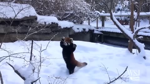 Red Panda Hilarity: Adventures in Adorable Awkwardness!"